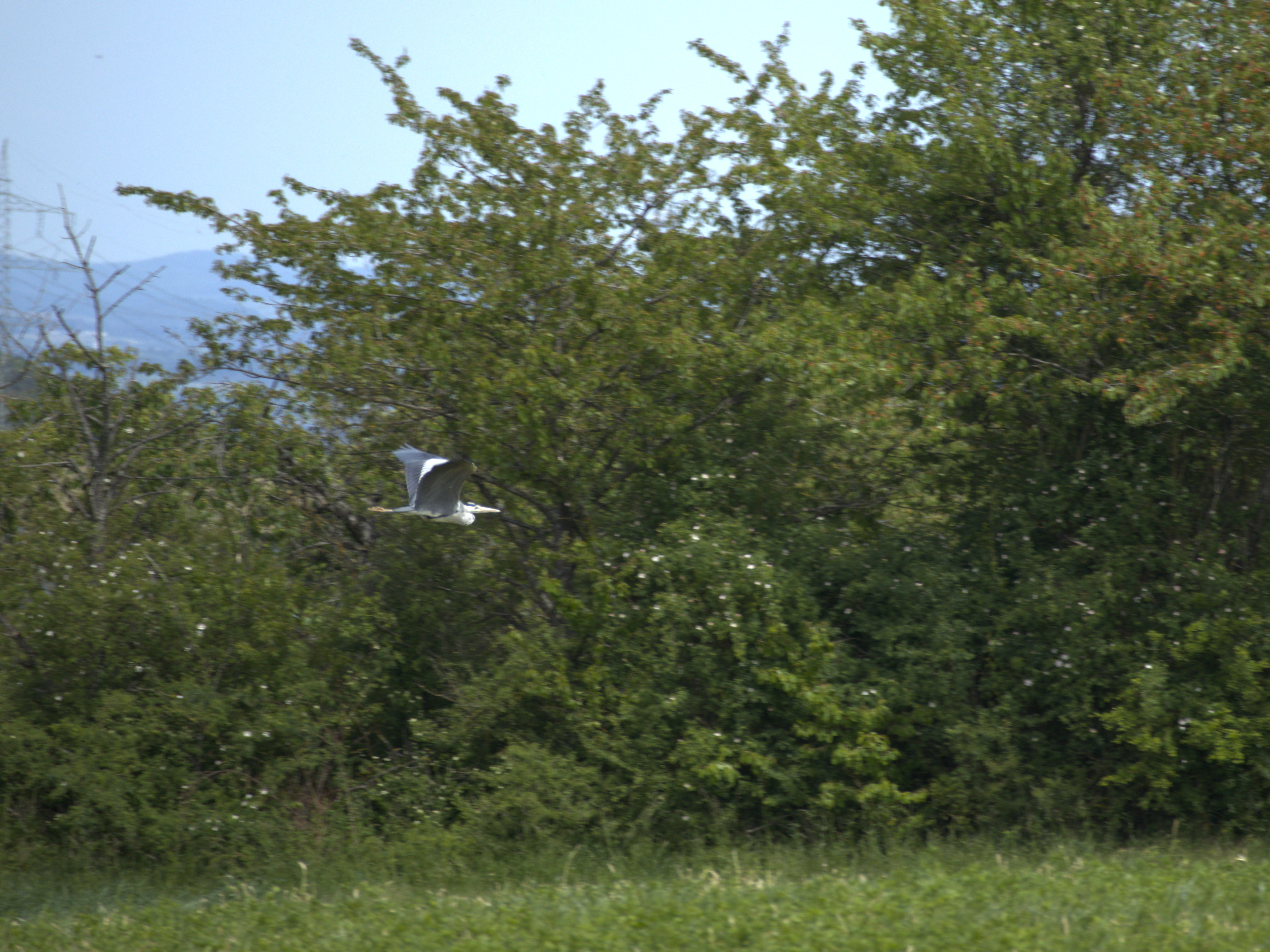 A Heron flying in front of trees and bushes.