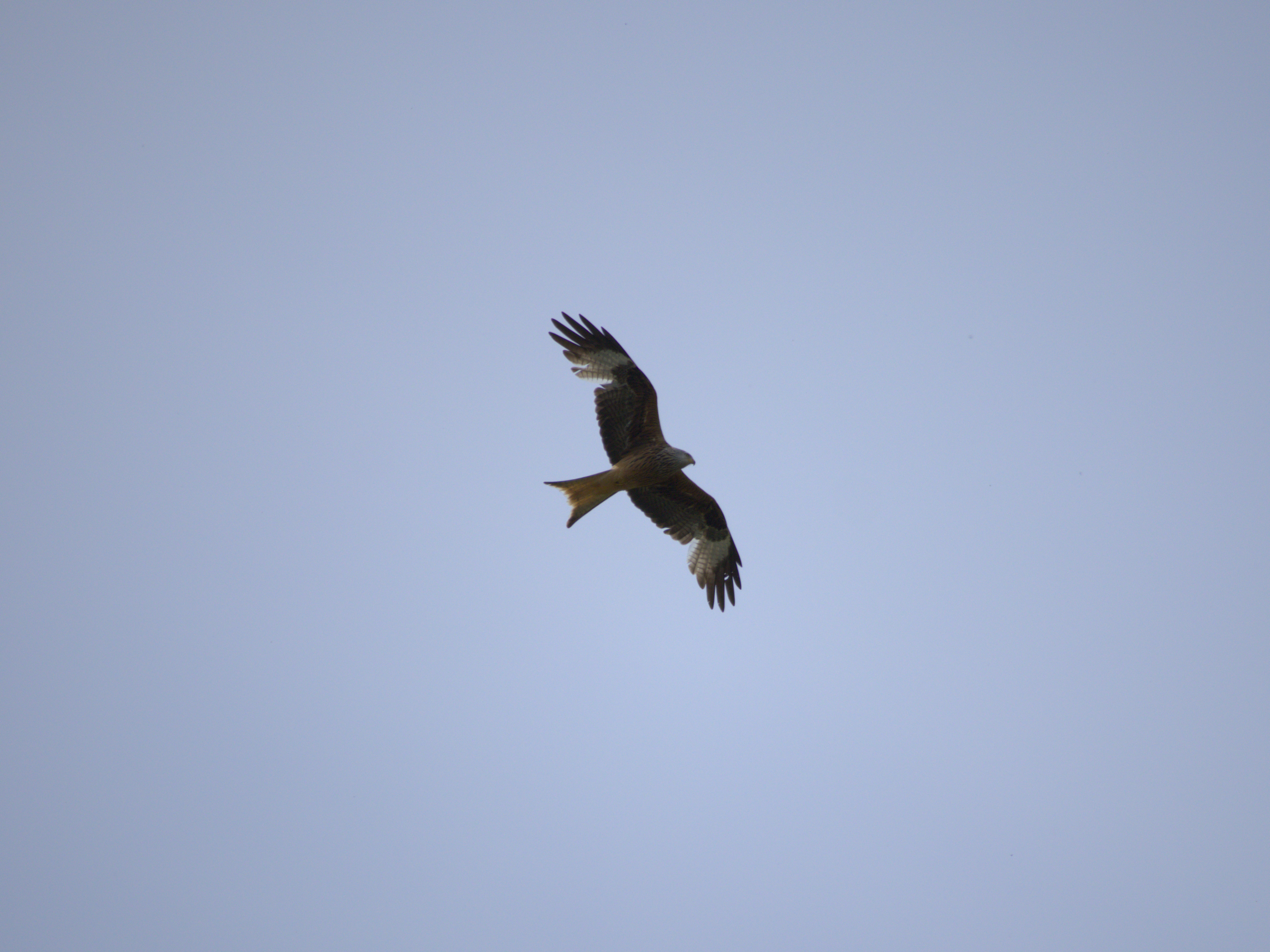 A Black Kite flying in the blue sky searching for prey, seen from underneath.