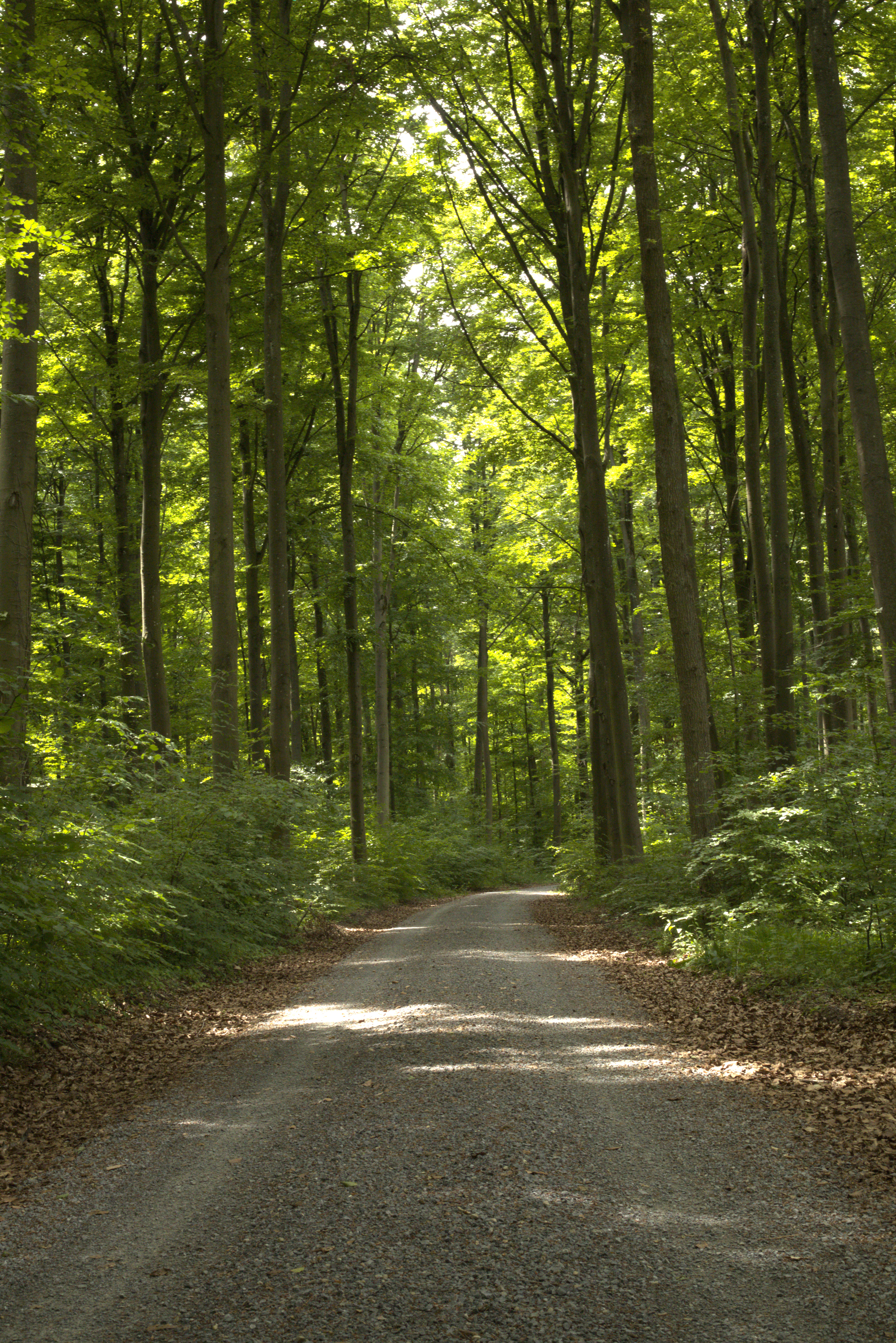 Forest trail