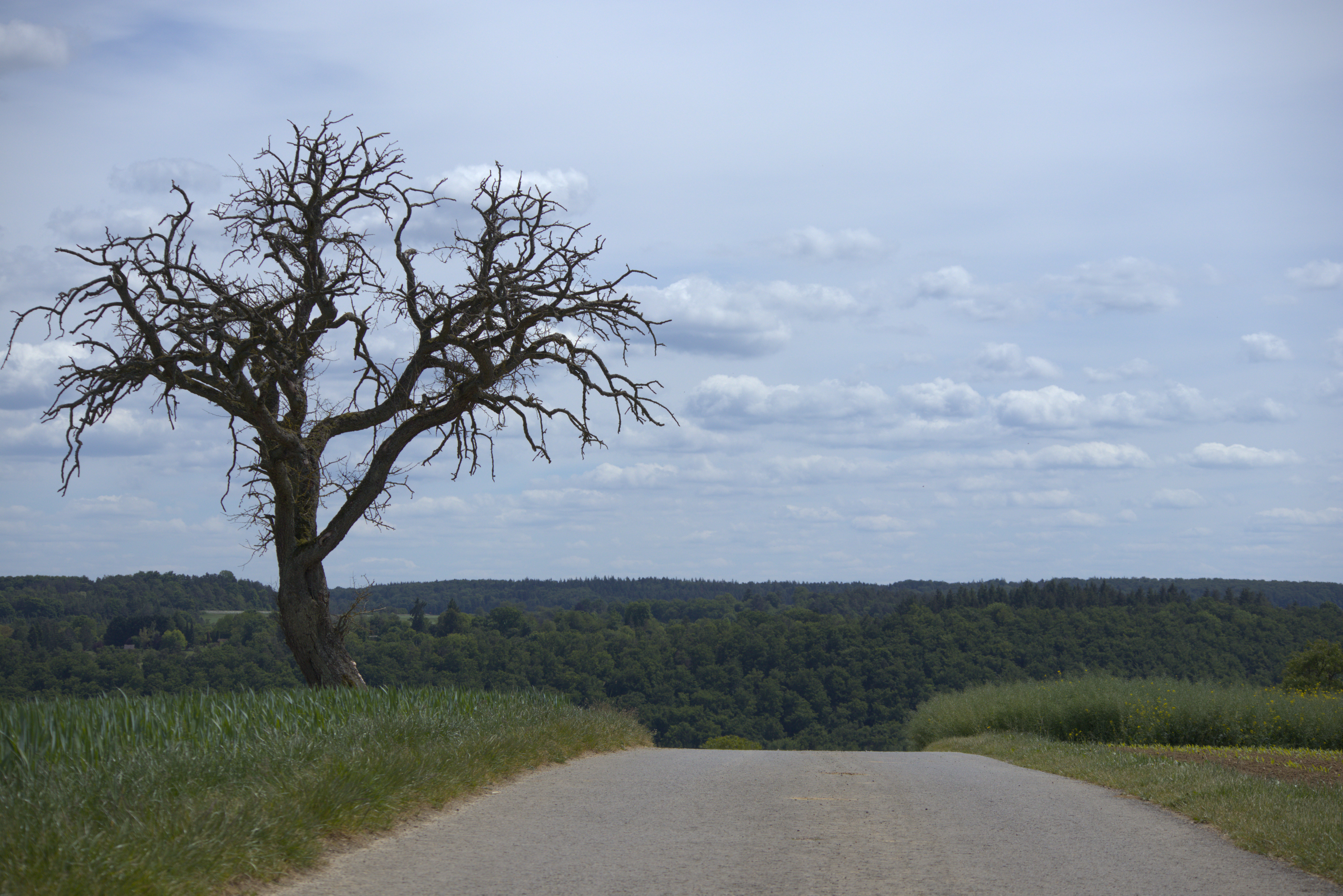 A road on top of the hill curving downwards. A dry tree is on the left side of the road and a forest is visible in the background.