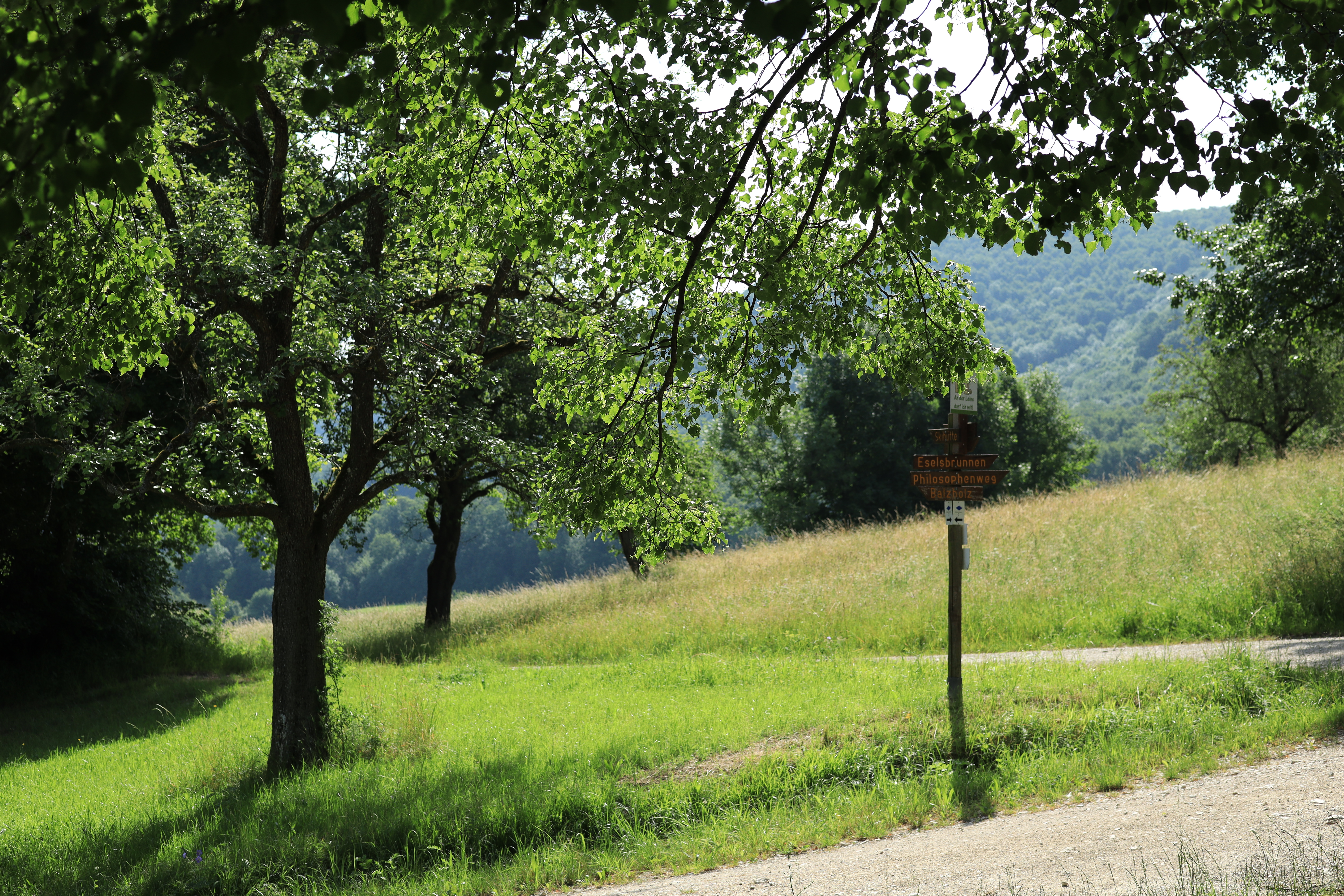 Looking from under a tree, with the tree's leaves being illuminated by the sunshine. Hilly gravel trails and a wooden sign post are visible.