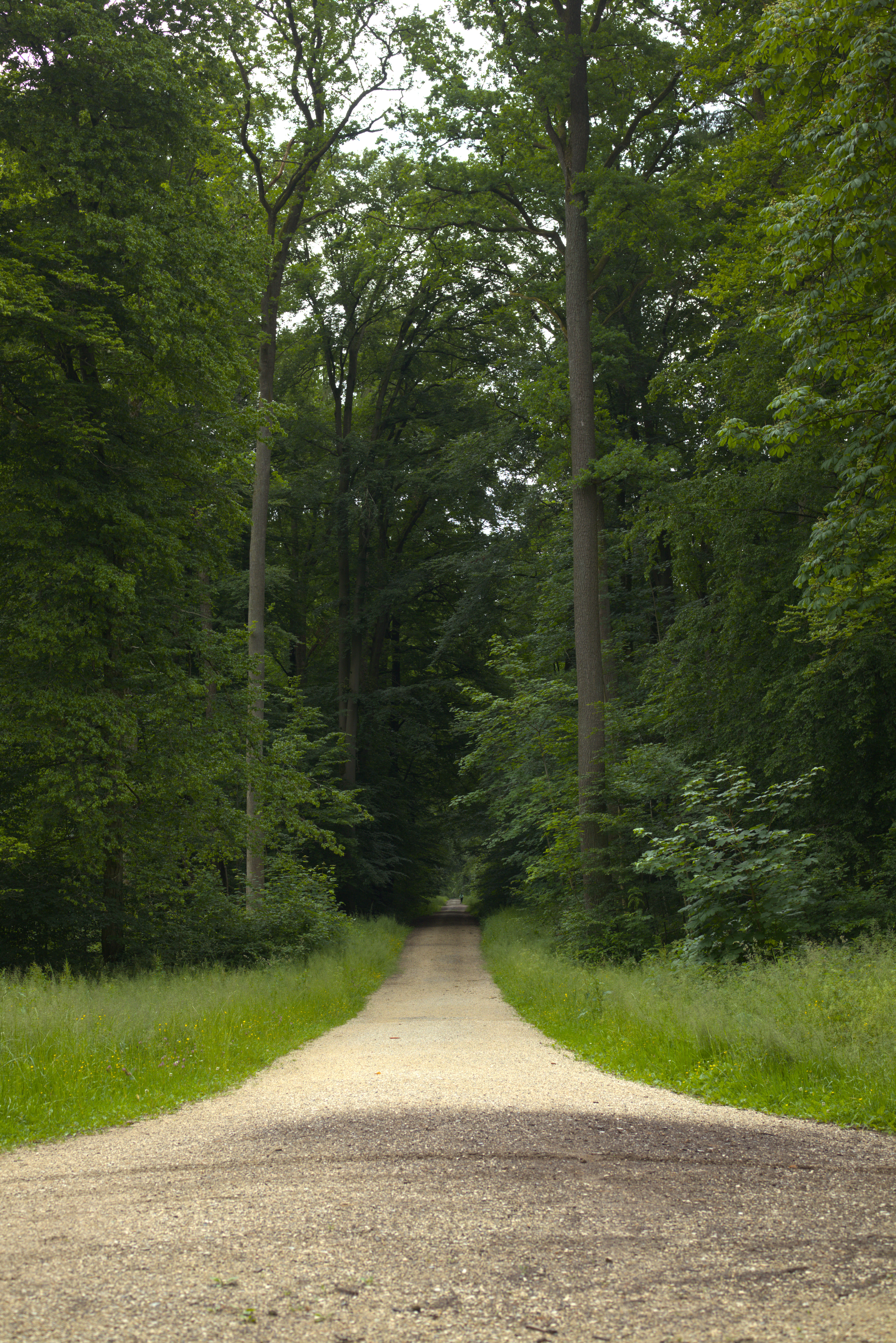 A gravel trail leading into a dark forest.