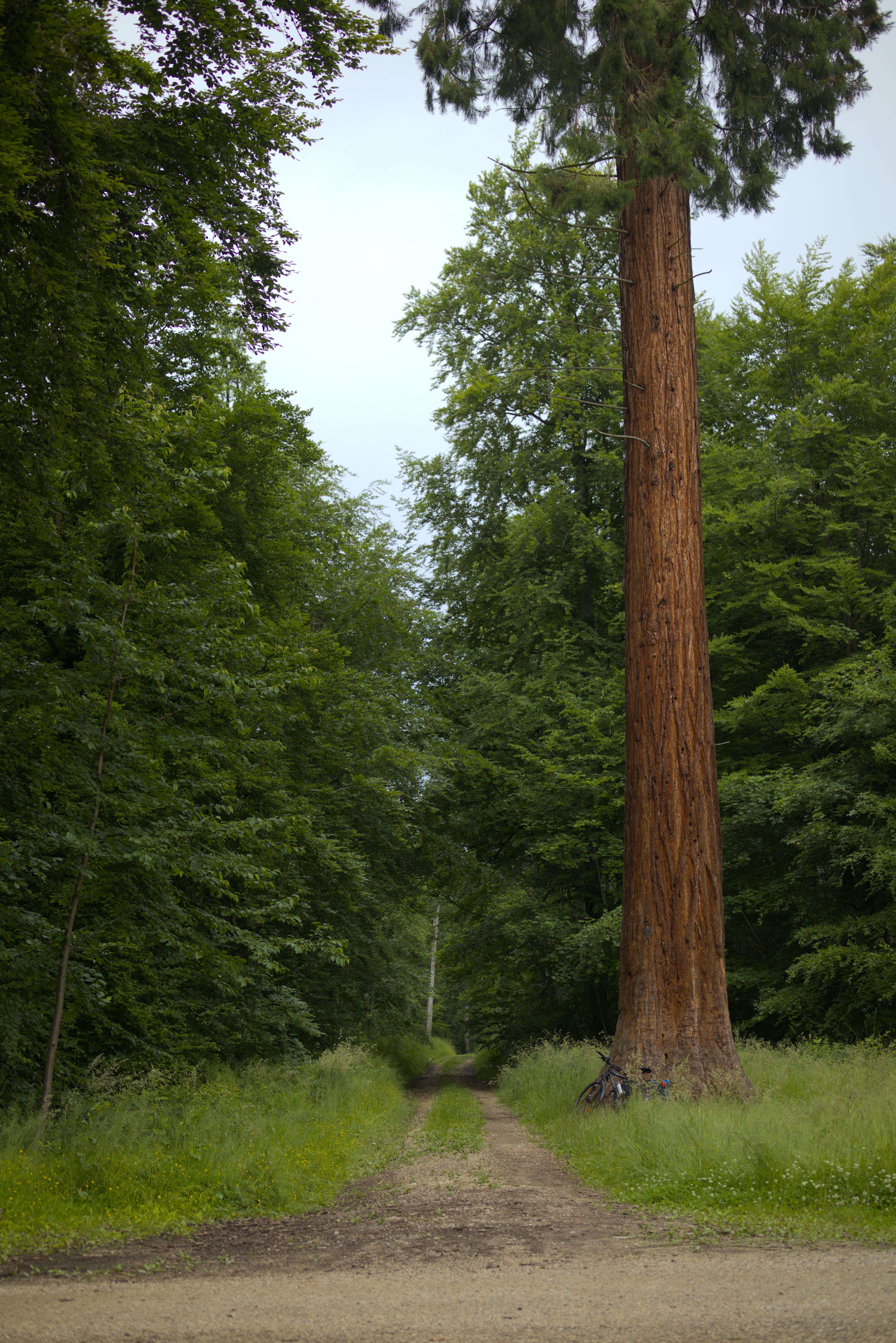 A tall and thick red mammoth tree next to a trail, seen from afar, and the top of the tree is still not in the frame.