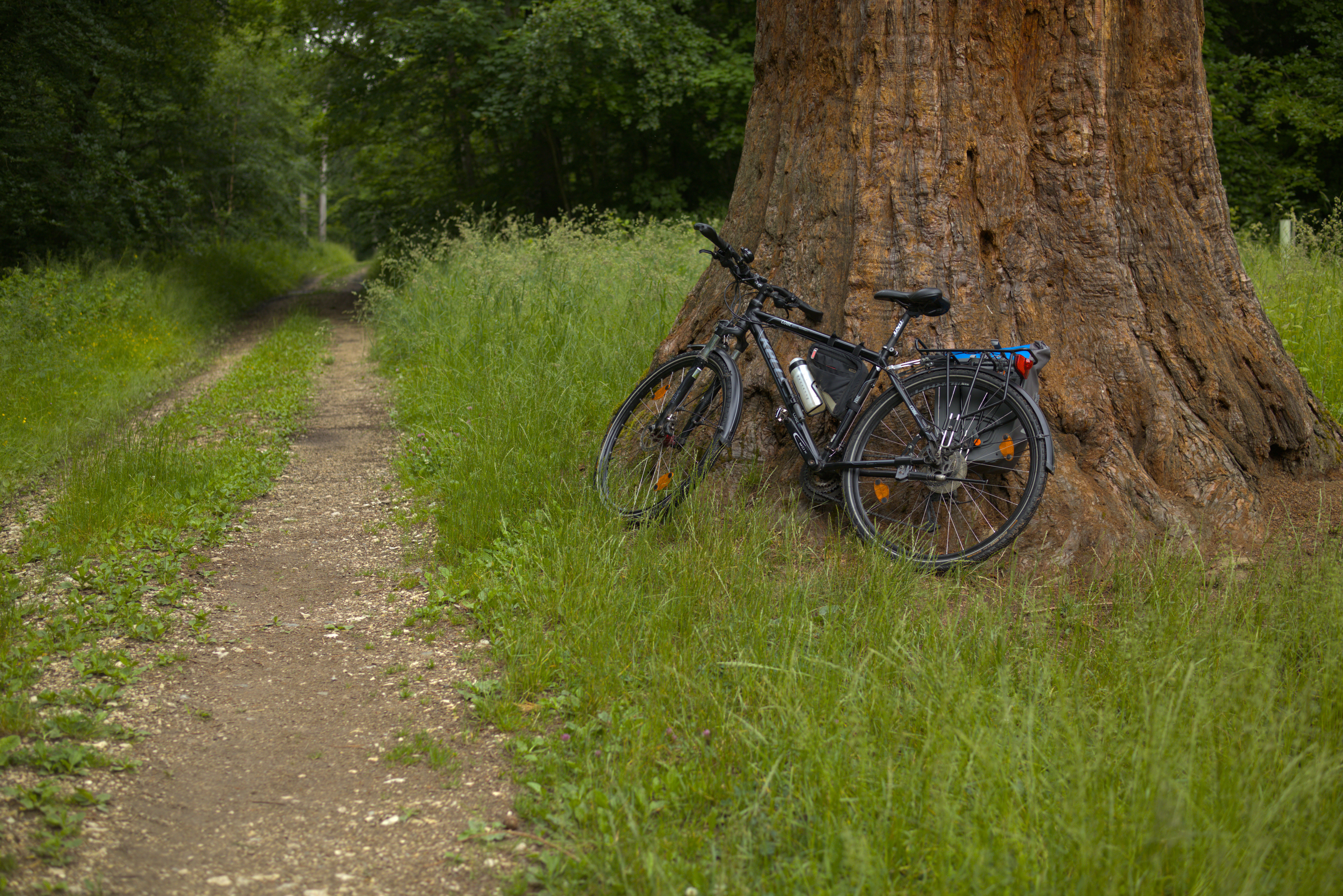 A black bicycle leaning onto a very thick red mammoth tree next to a trail.