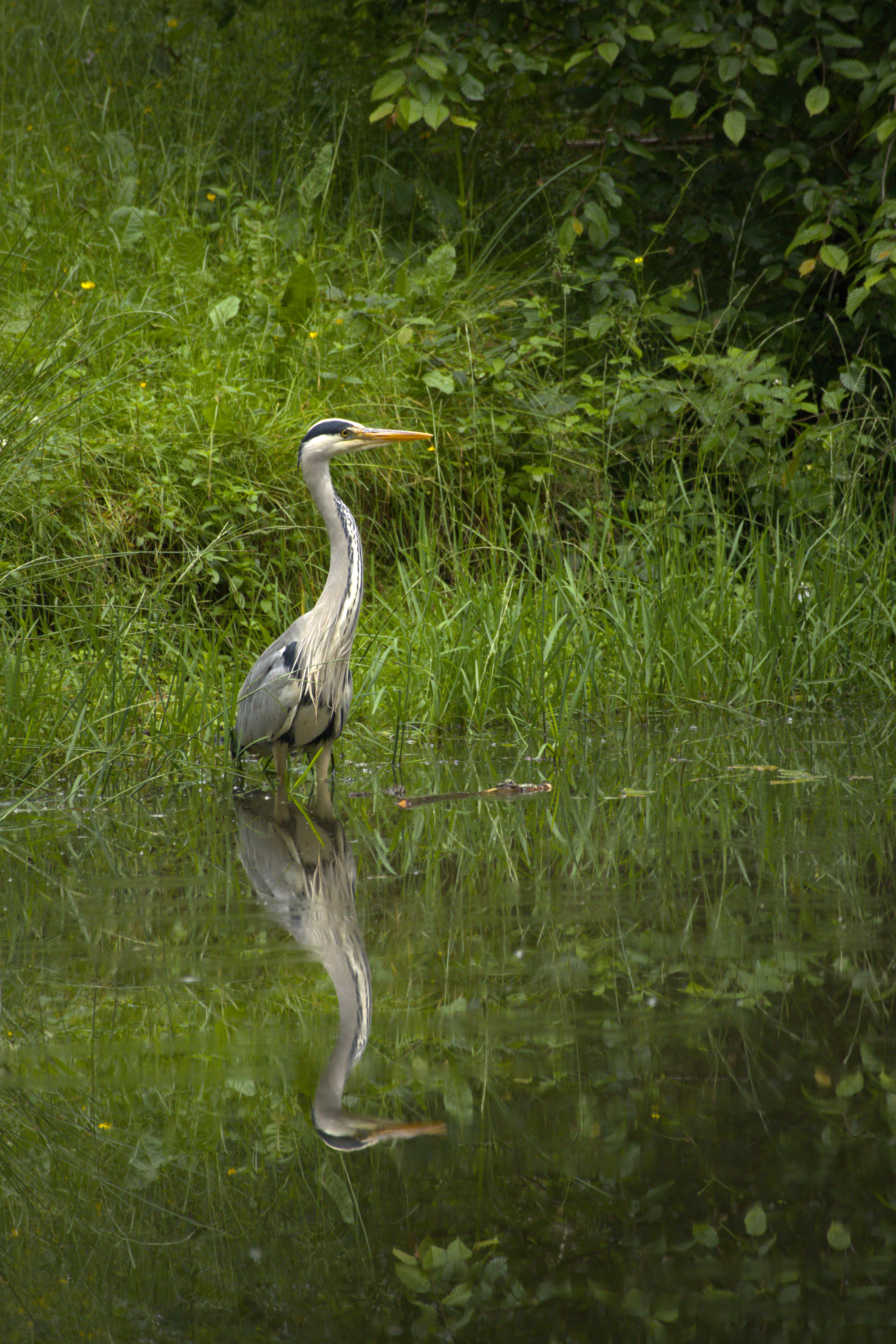A heron standing in a swamp. Its smooth reflection can be seen in the water.