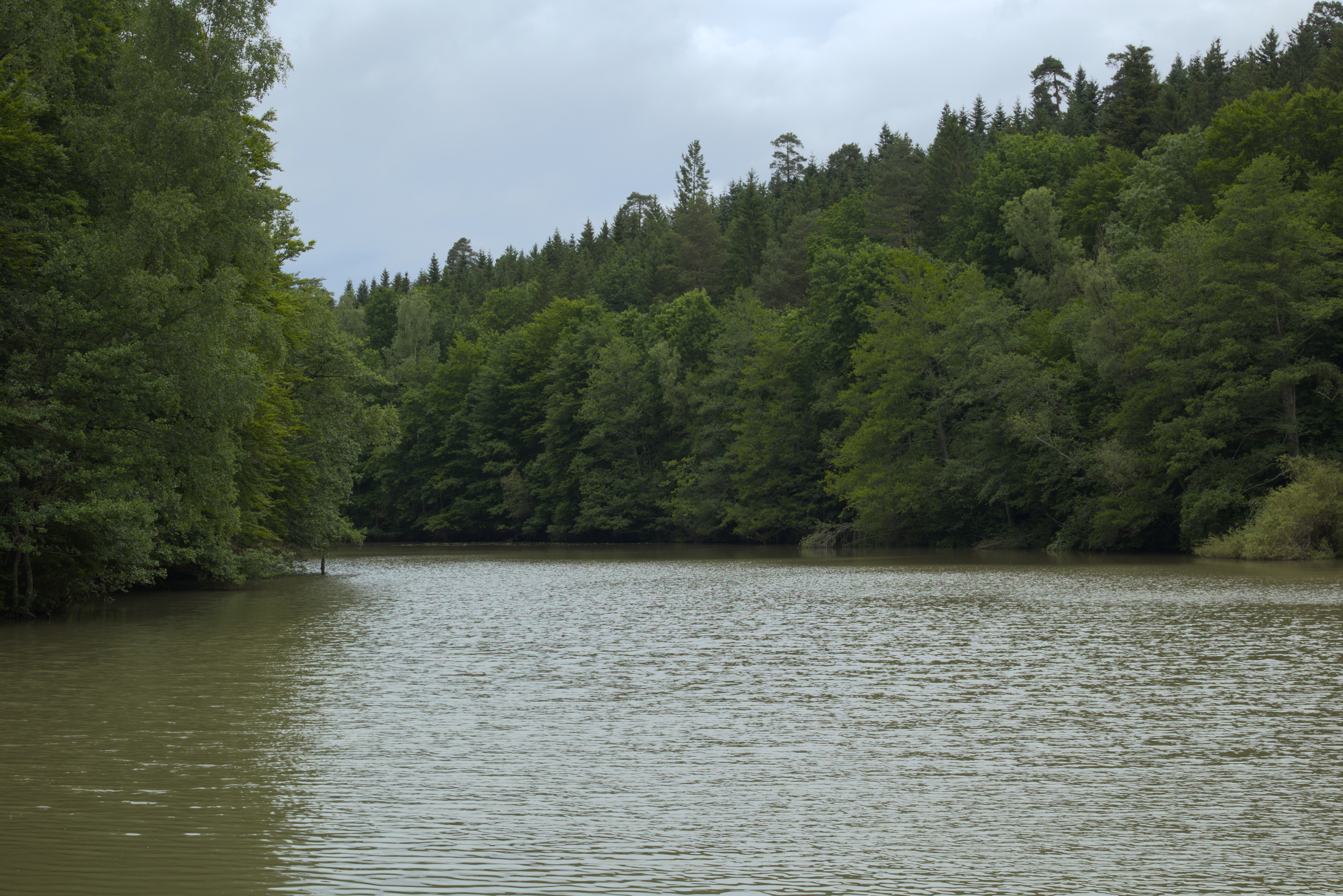 A small lake surrounded by trees. The lake is so full that most of the trees are hanging some of their branches into the water.