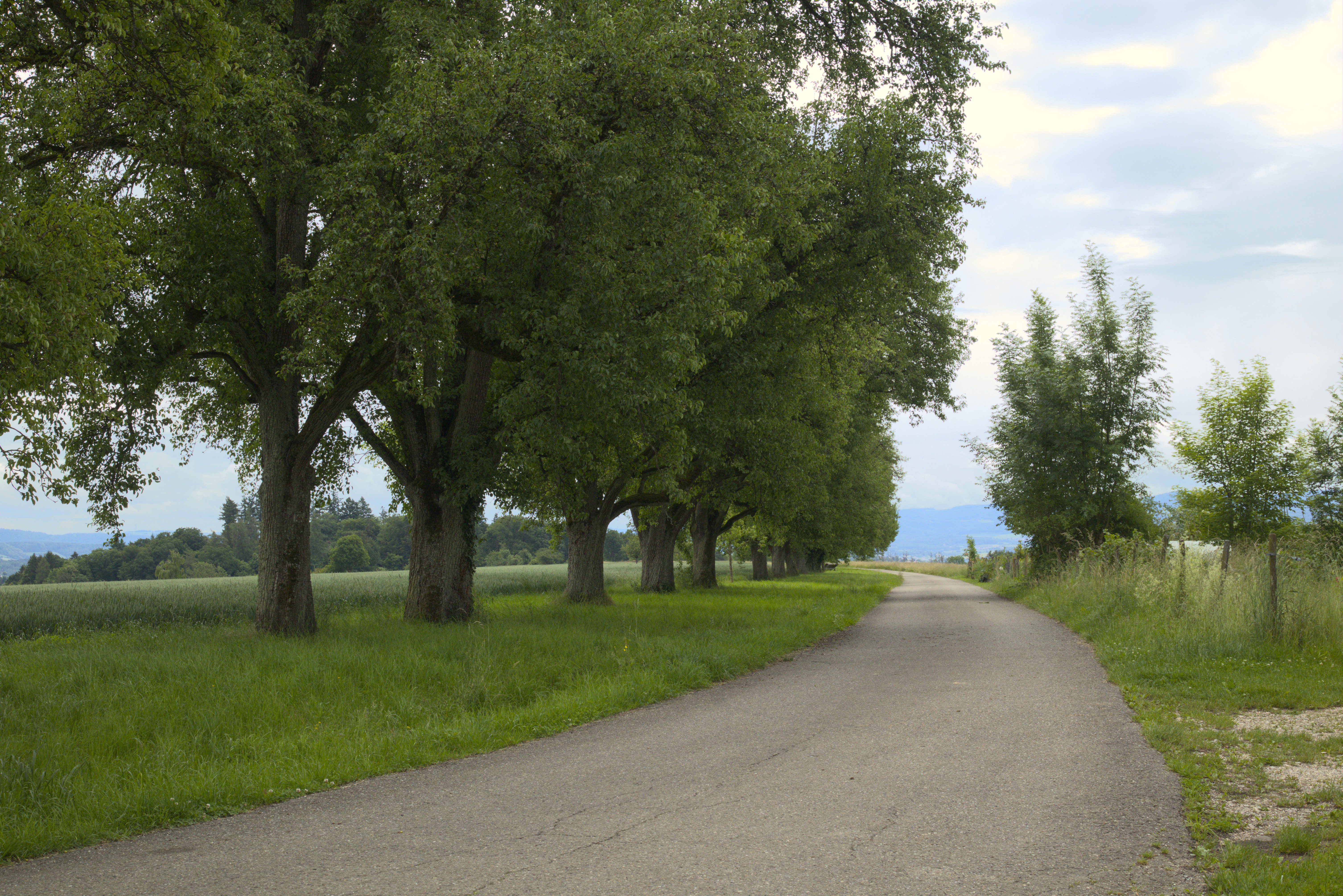 A nice row of trees next to a small road.