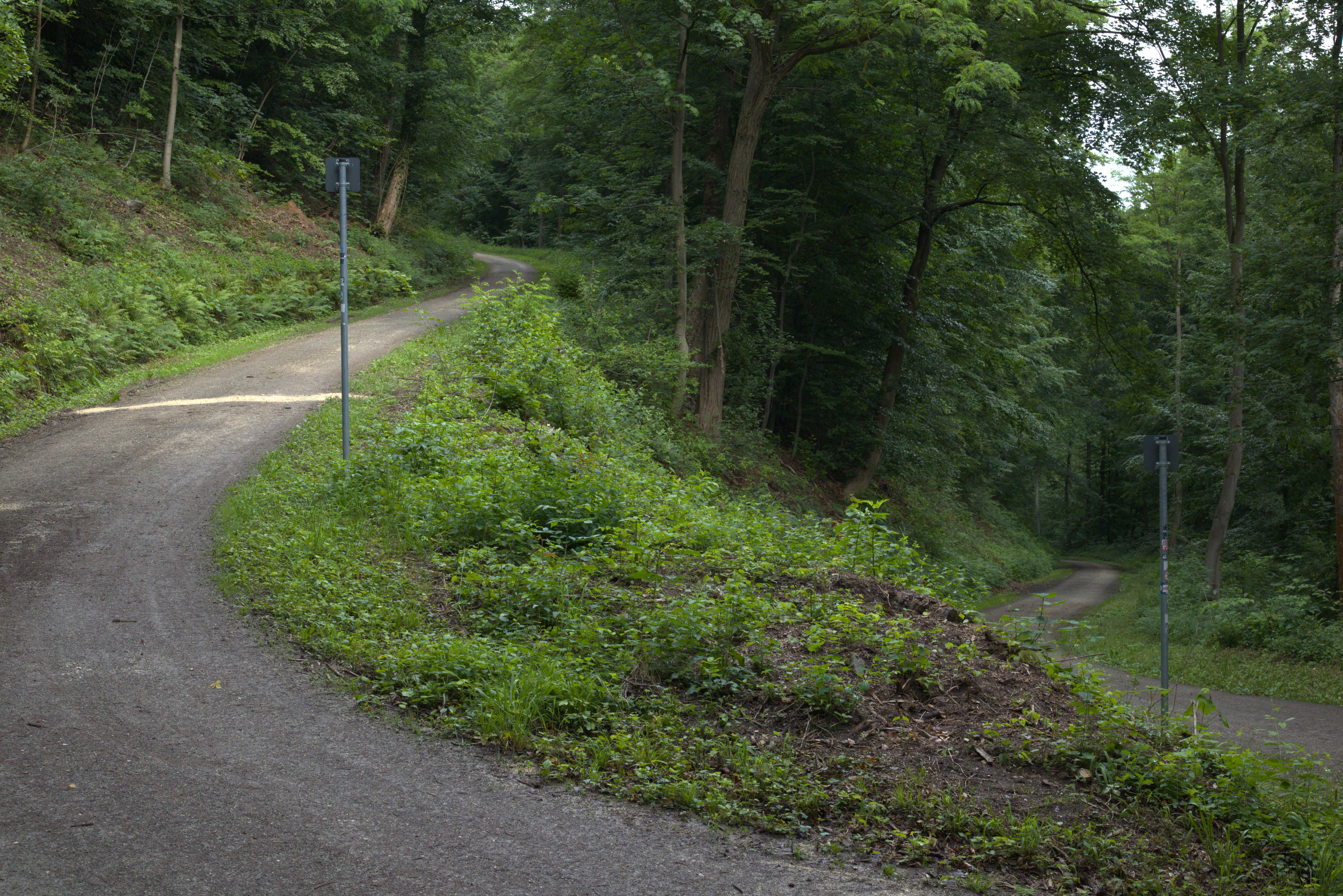 U-turn in a forest trail. It's up close, so most of the curve is not in the frame but the elevation difference between the ends can be seen.