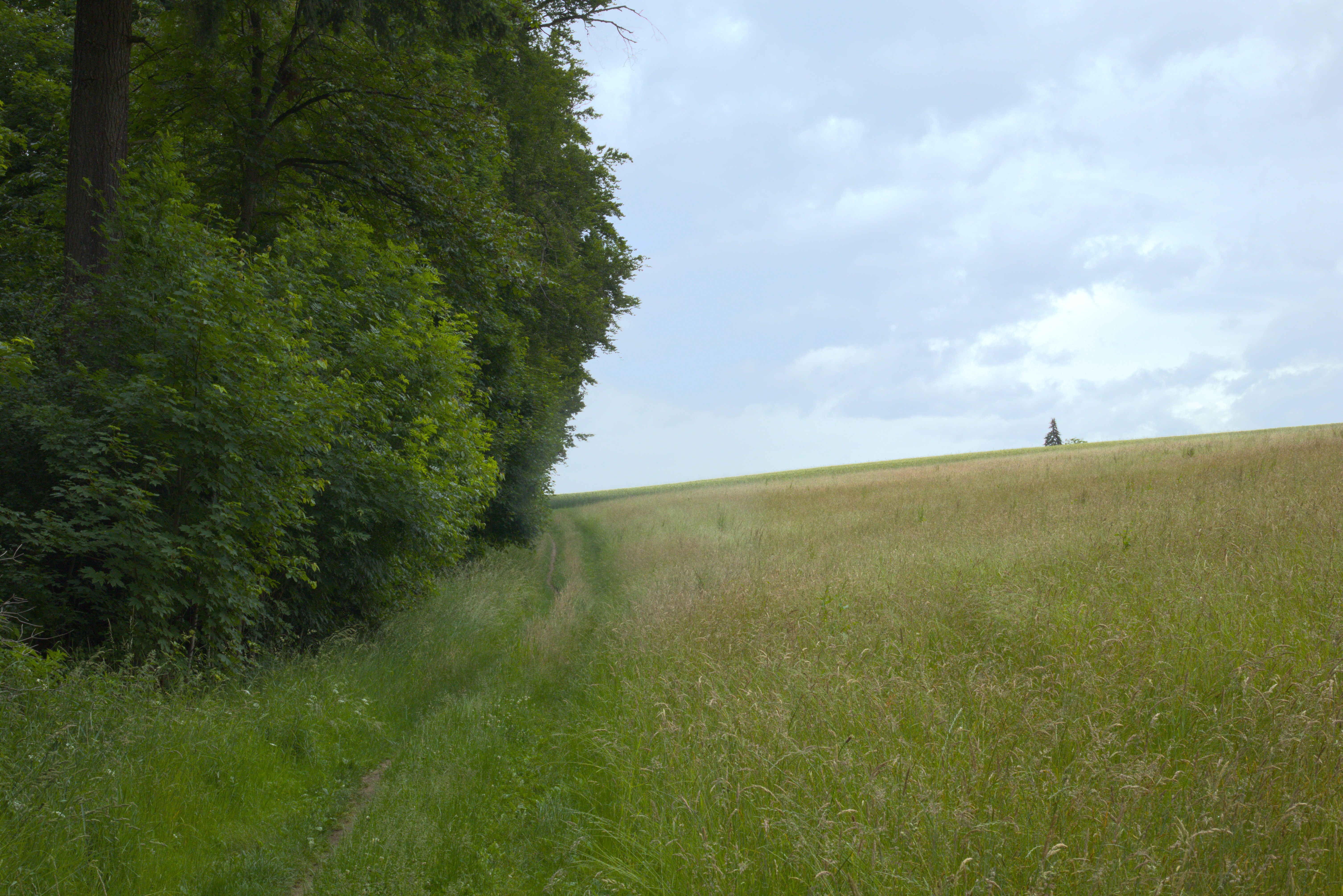 A barely visible footpath in tall grass right at the edge of the forest, while there's a meadow on the right, slightly uphill.