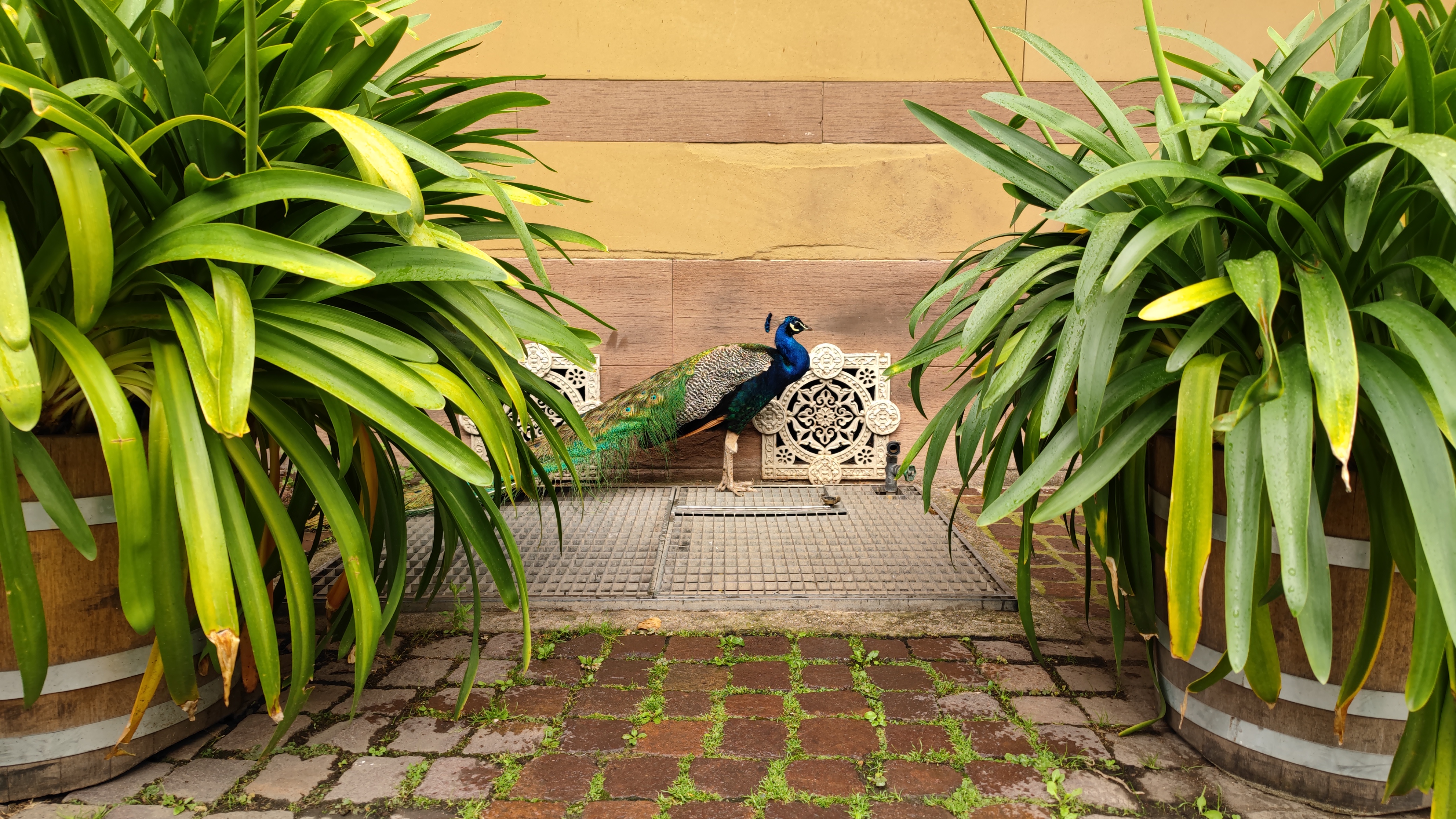 A peacock in between two plants.