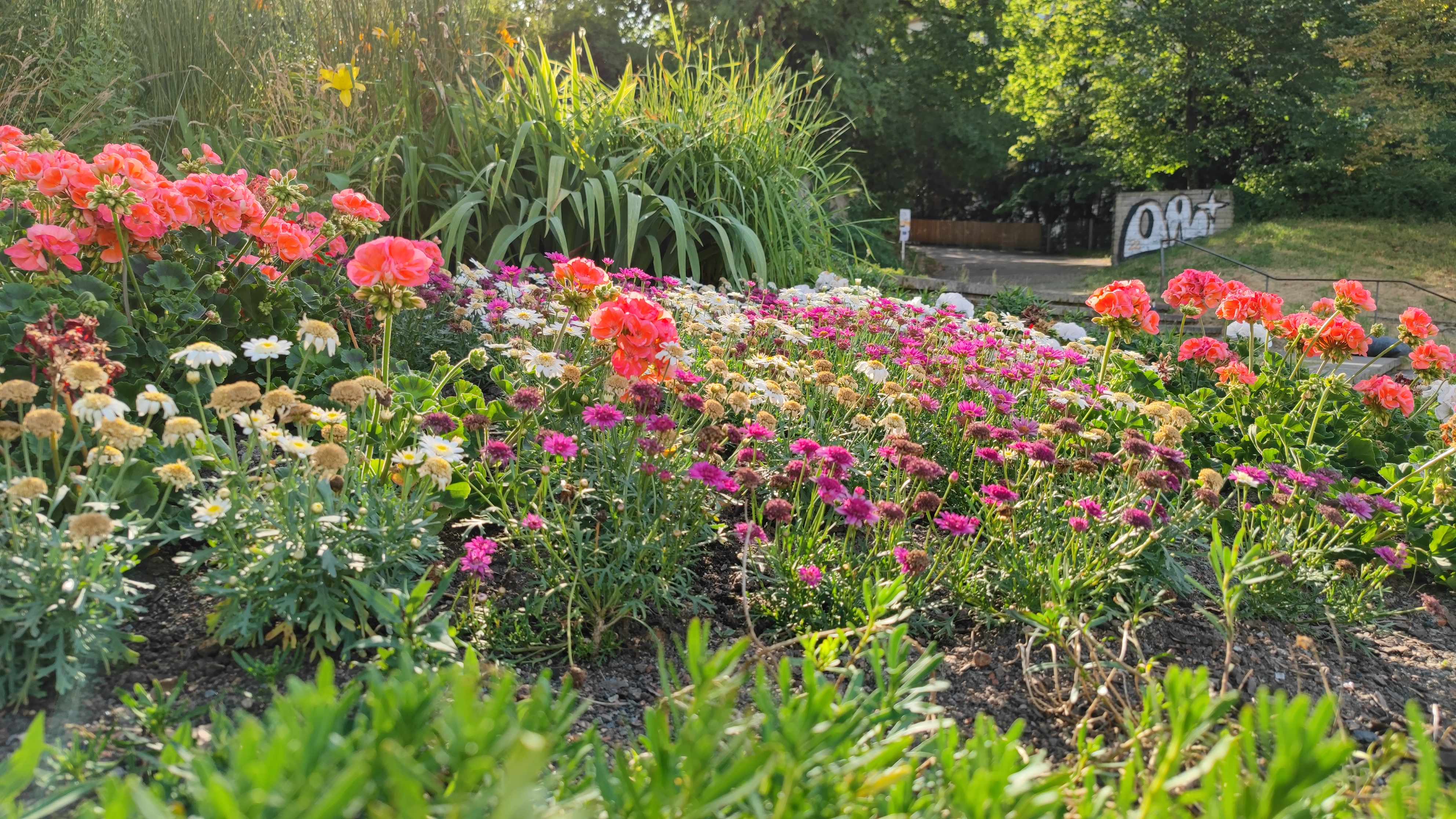 Colorful flowers.