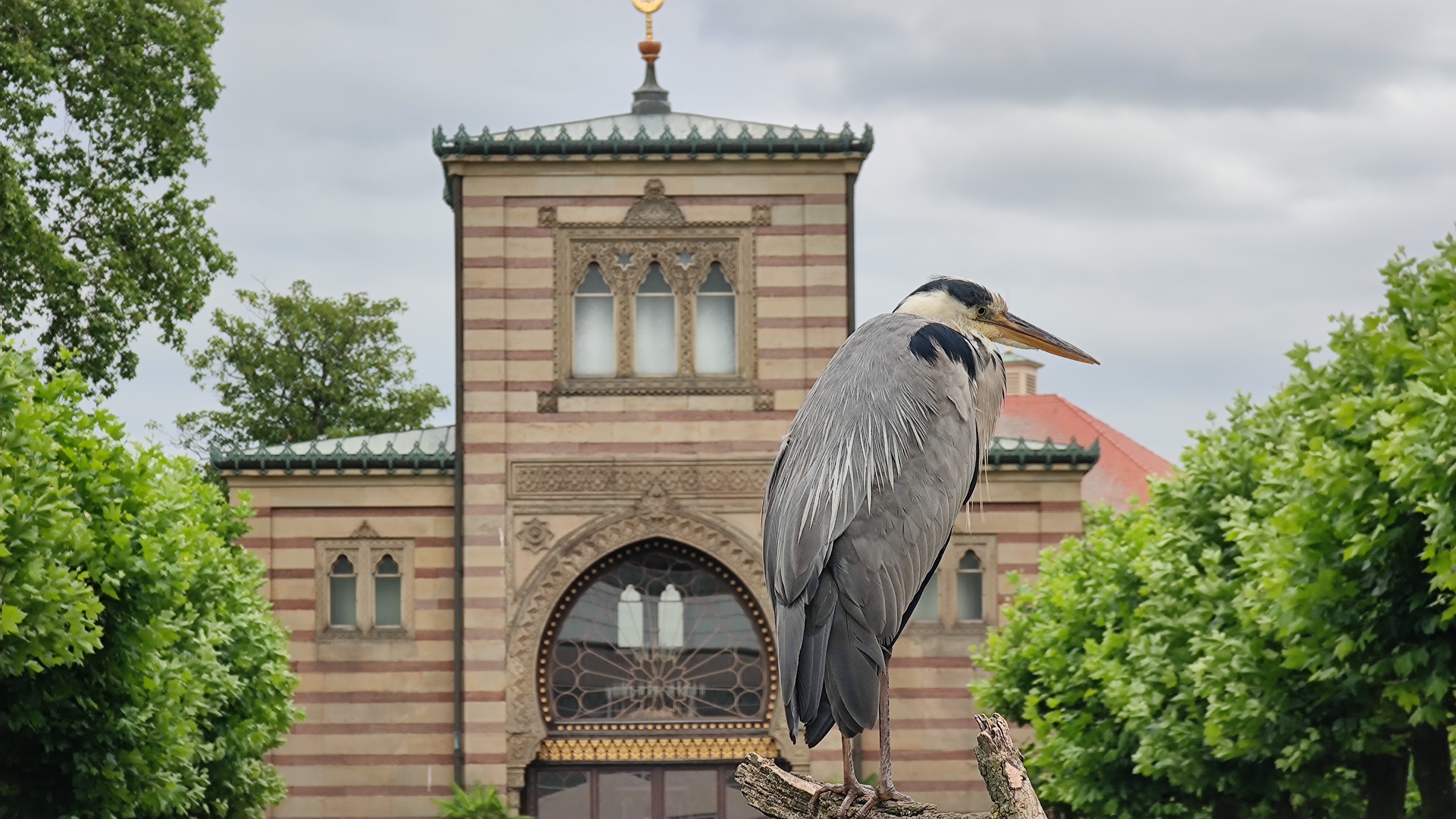 Close-up of a bird, with an old building in the background.